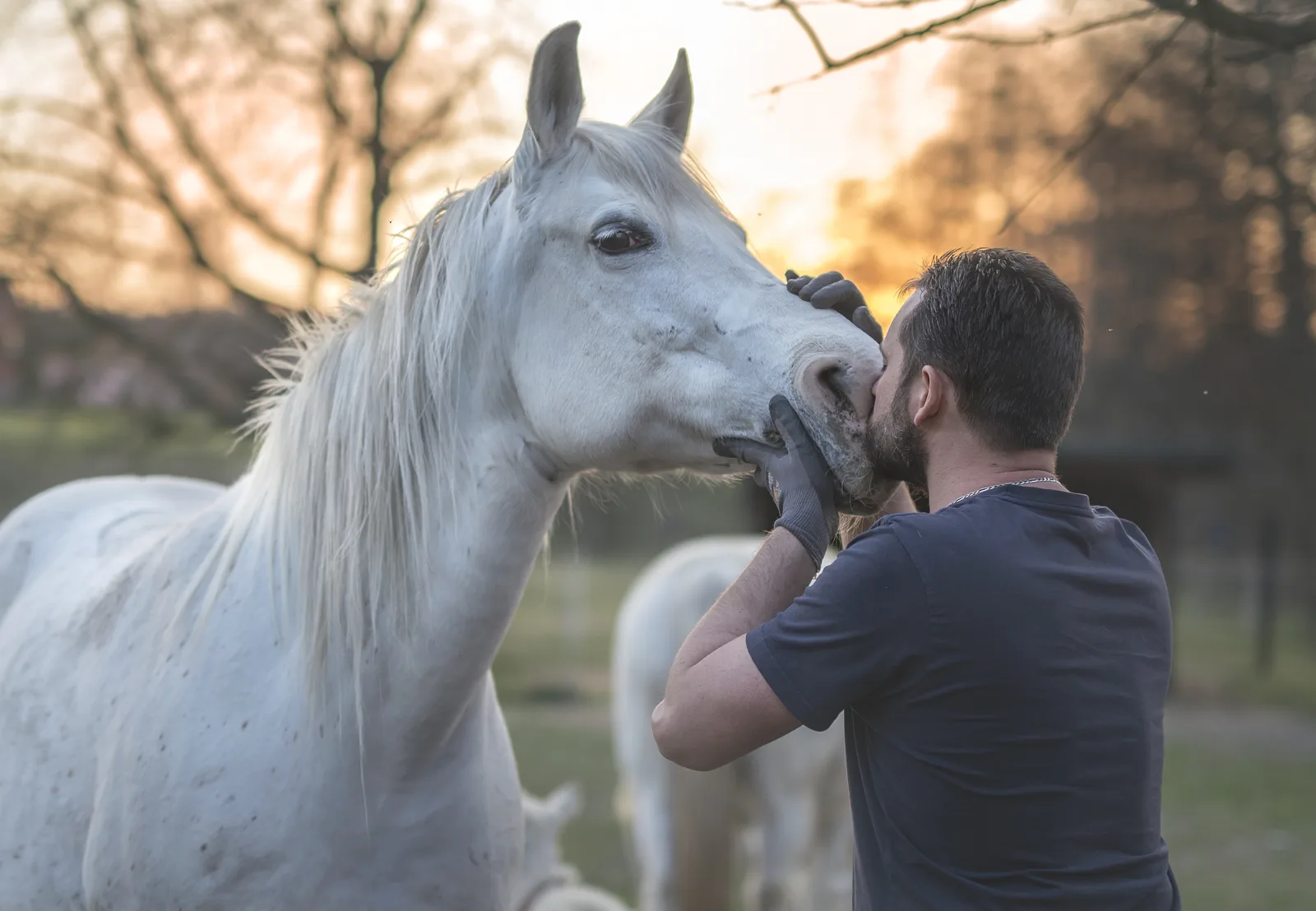 La médiation animale : quand l’animal devient un partenaire du soin